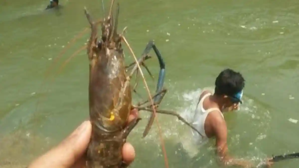 Warga Berburu Udang Galah di Sungai Peureulak Sepanjang Musim Kemarau