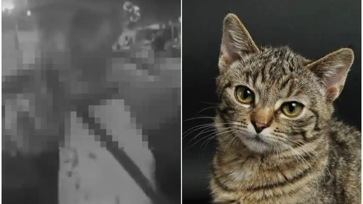 Deretan Alasan Pria Viral Makan Kucing Hidup, Motifnya Seperti Ini
