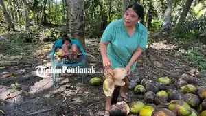 buah-kelapa-4356tretgdfr.jpg