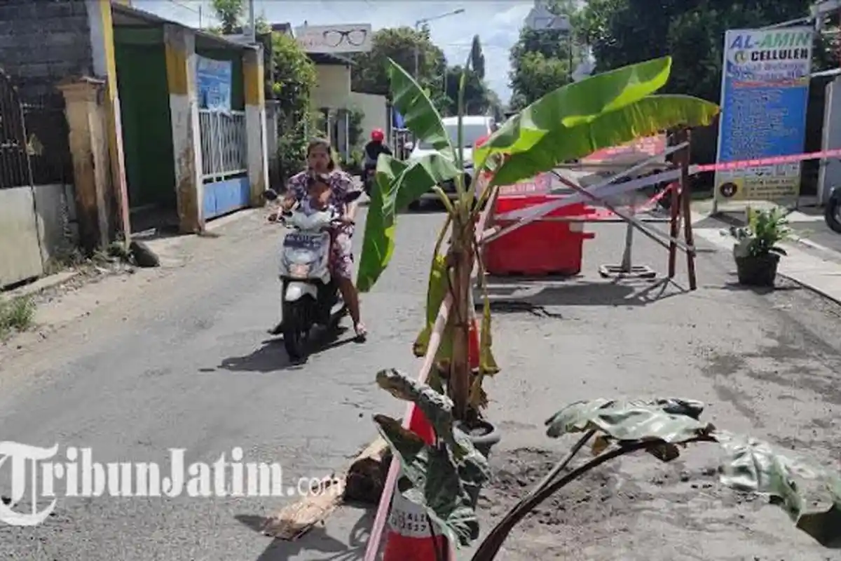 Jalan Widuri Blitar Berlubang Ditanami Pohon Pisang, Warga Kesal Sering Bikin Pengendara Jatuh