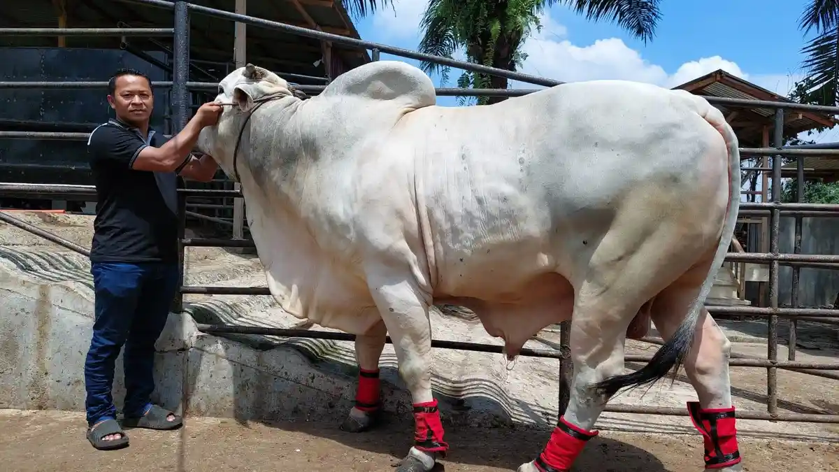 INILAH Sapi Kurban Jokowi di Medan, Beratnya 860 Kg, Berasal dari YT Farm Kota Binjai