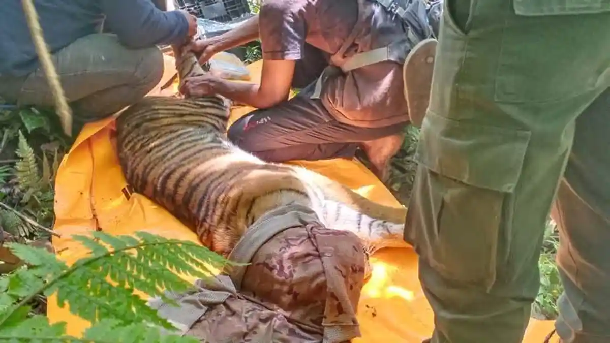 Pakai Helikopter, Seekor Harimau Liar Sumatera akan Dilepas ke Gunung Leuser
