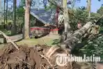Pohon Karet Roboh Timpa Gazebo Wisata Sumber Bon C Blitar, Pengunjung yang Berteduh Dievakuasi