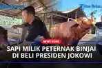 Ini-Dia-Sapi-Kurban-Presiden-Jokowi-Seharga-100-Jutaaa.jpg