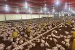 Kondisi-kandang-ayam-pedaging-sistem-close-house-di-Klambir-Lima-Kebun-Deli-Serdang11.jpg