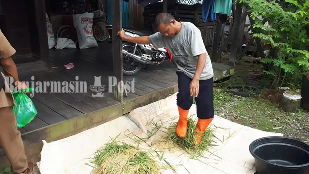 Dampak Pandemi Corona, Dinas Pertanian Kabupaten HSU Tunda Perluasan Lahan
