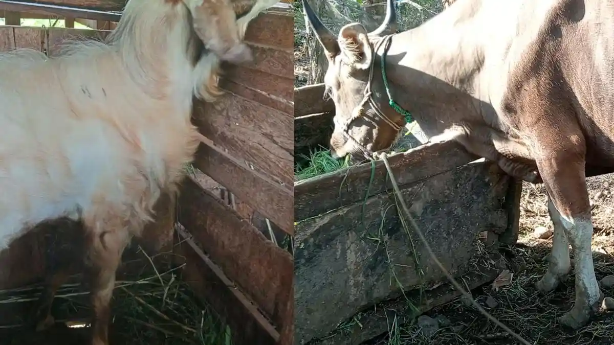 Harga Hewan Kurban di Mamuju Melonjak, Kambing dan Sapi Naik hingga Rp 2 Juta per Ekor