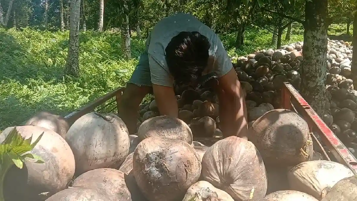 Terus Turun Harga Kopra Maluku Utara, Terbaru Minggu 14 Agustus Sisa  Rp 7  Ribu Perkilogram