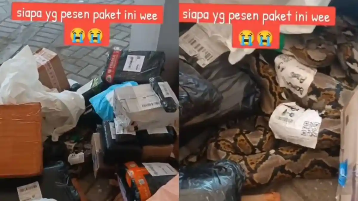 Viral Jasa Pengiriman Barang Terima Paket Ular Piton Tanpa Kandang: Siapa yang Kirim?