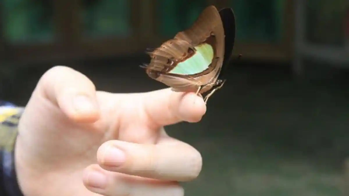 Suara Burung Kedasih Pertanda Ada Seseorang yang Akan Meninggal? Ini Mitos Lainnya!