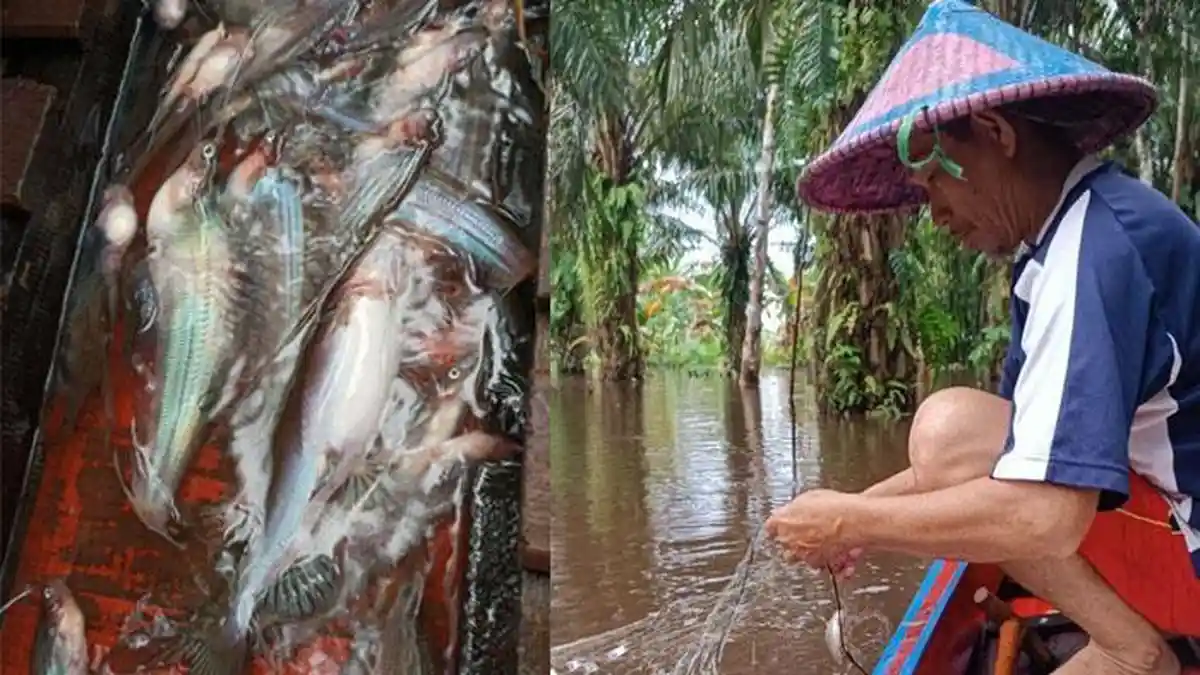Warga Senabah Sambas Panen Ikan Hasil Pasang Pukat Selama Musim Banjir