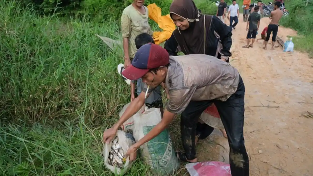 Ratusan Ribu Ikan di Sungai Longkib, Subulussalam Mabuk Massal, Warga Ramai-ramai Turun ke Sungai