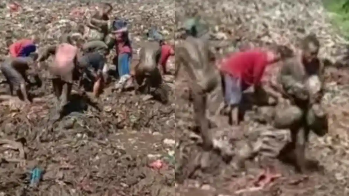 Viral Warga Ambil Daging Kerbau Ilegal yang Dibuang Bea Cukai di TPA