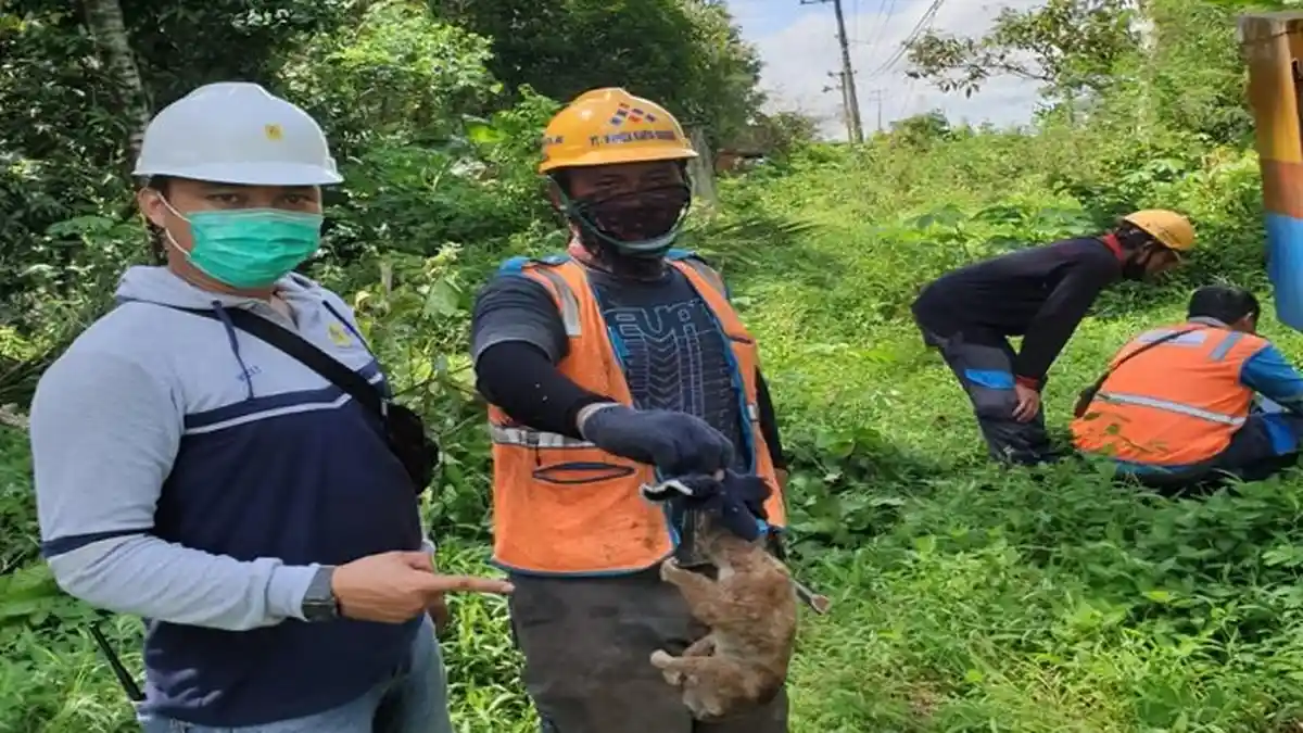 Tupai Biang Keladi Pemadaman di Lubuklinggau, Ini Penjelasan PLN