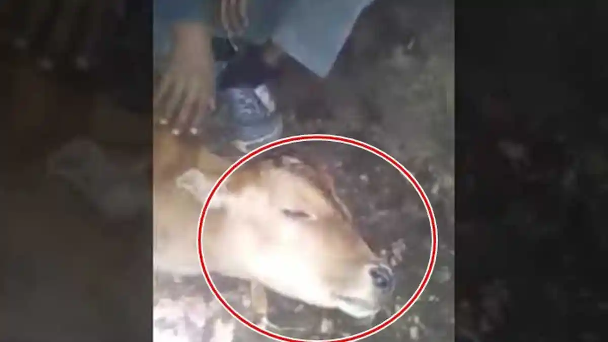HEBOH! Video Sapi Terekam Ucapkan Lafaz Allah, Bikin Merinding