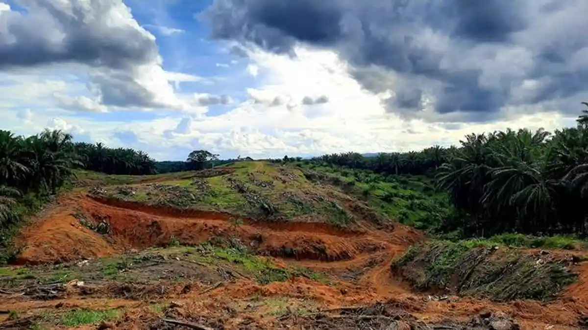 Peremajaan Sawit Rakyat Terkendala Legalitas Lahan, Disbunak Paser ...