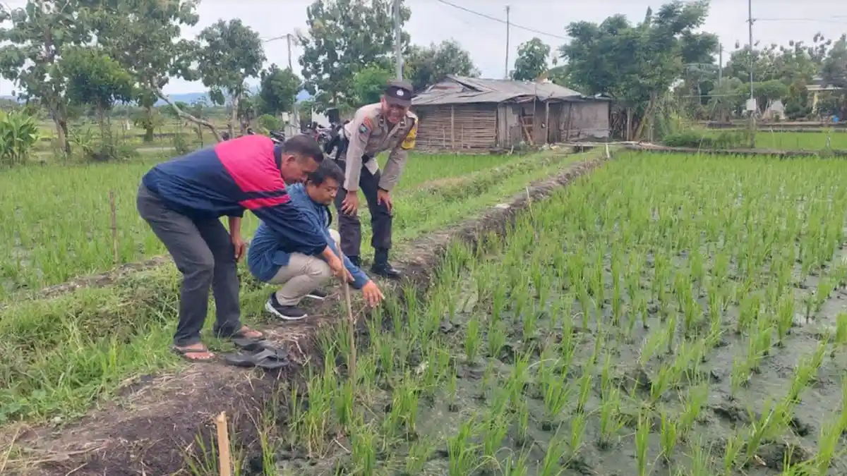Pria Asal Saradan Madiun Tewas Tersengat Listrik dari Jebakan Tikus di Sawah