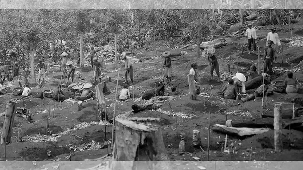 Apa Itu Tanam Paksa? Berikut Daerah Dilaksanakan Cultuurstelsel dan Akibat Bagi Rakyat Indonesia