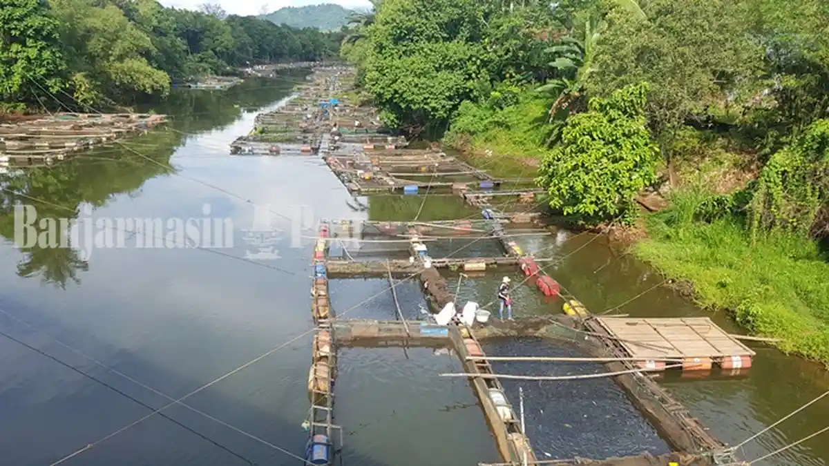 Terancam Rugi, Petani Ikan Air Tawar di Karang Intan Kalsel Menjerit