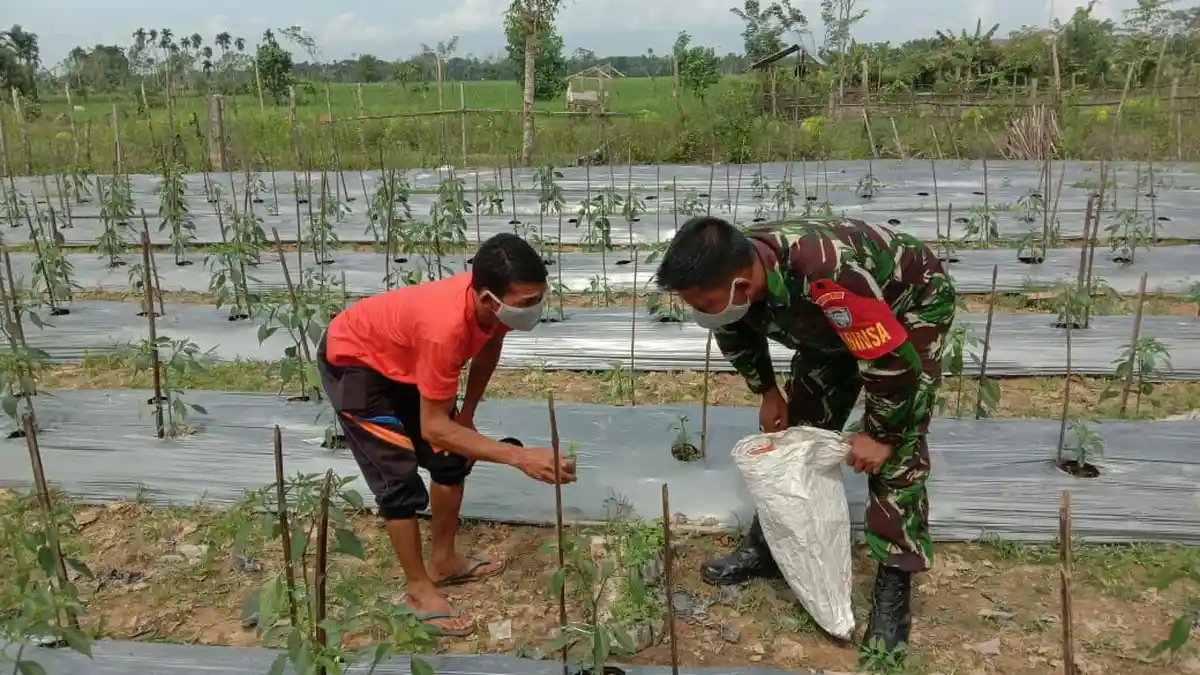 Babinsa Koramil 28/Pirak Timu Kodim 0103/Aut Bantu Petani Cabai Bersihkan Lahan