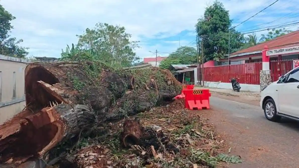 Diduga Untuk Proyek Swiss-Belhotel, Pohon Berusia Puluhan Tahun di Cagar Budaya Gorontalo Ditebang