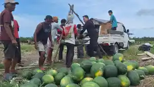 timbang-semangka-di-lubuk-pabrik-bateng.jpg