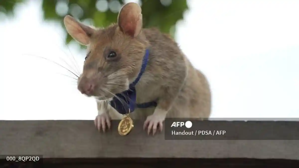 Pernah Dapat Medali Kepahlawanan, Tikus Pengendus Ranjau di Kamboja Mati