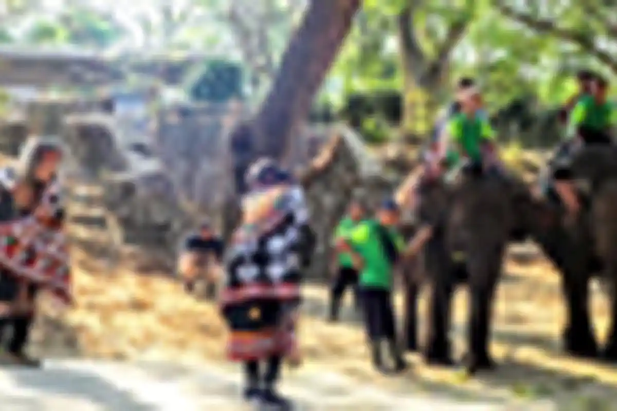 Gajah Bener Meriah, Abang Kul dan Tragedi  Gajah Putih