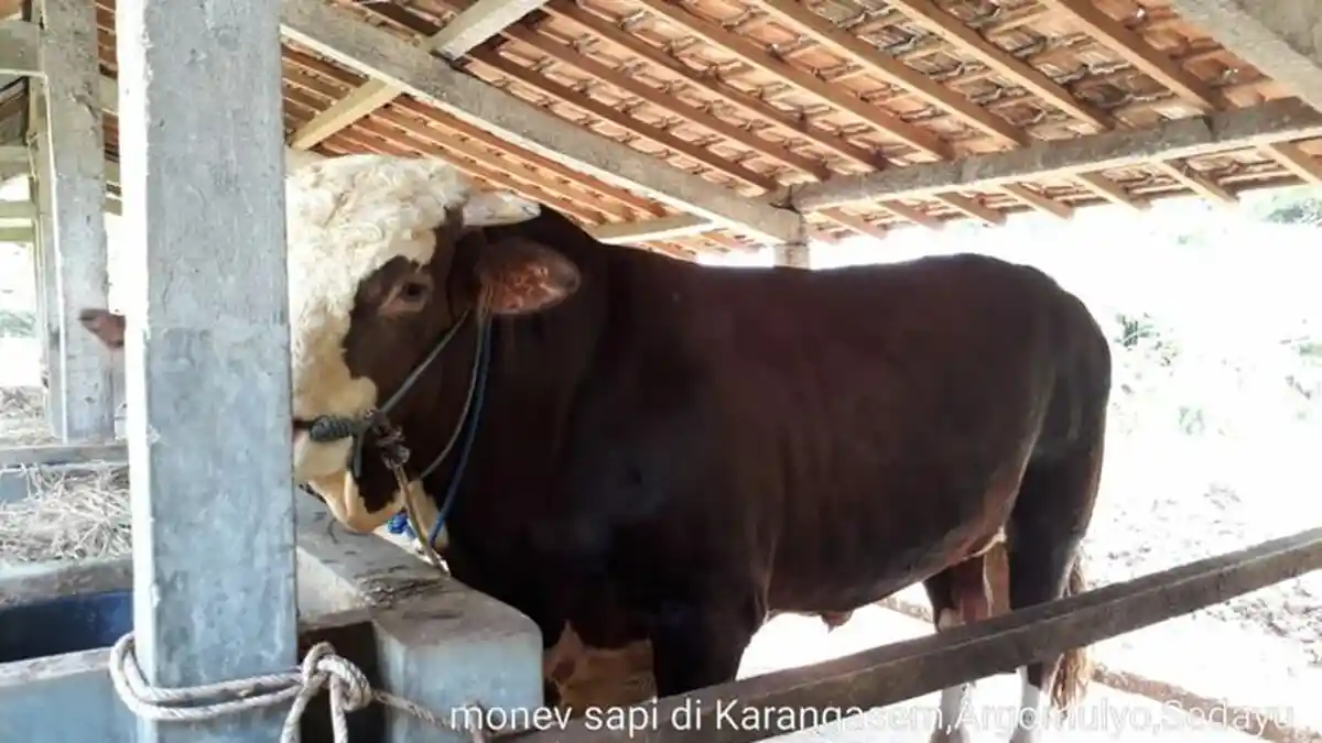 Seharga Rp 87 Juta, Ini Penampakan Calon Sapi Kurban Presiden Jokowi dengan Berat 940 Kg