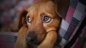 ilustrasi-anjing-coklat123.jpg