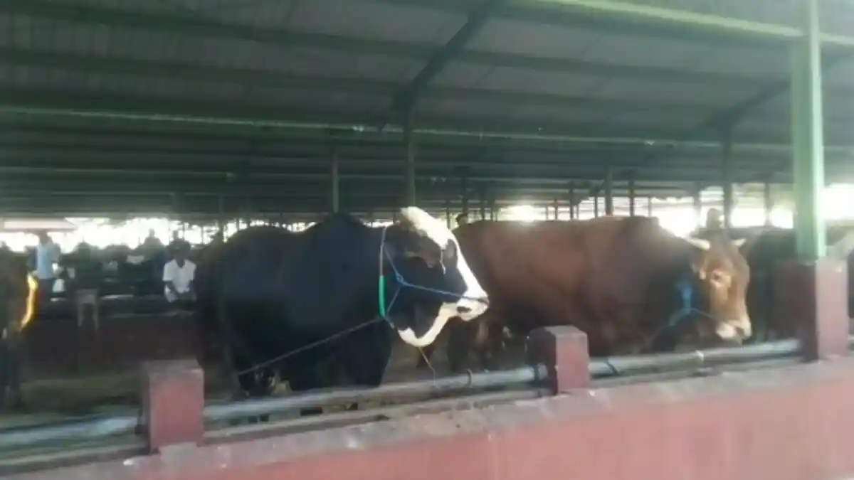 Haji Gosek Jual 100 Ekor Sapi Kurban di Hari Raya Iduladha Tahun Ini