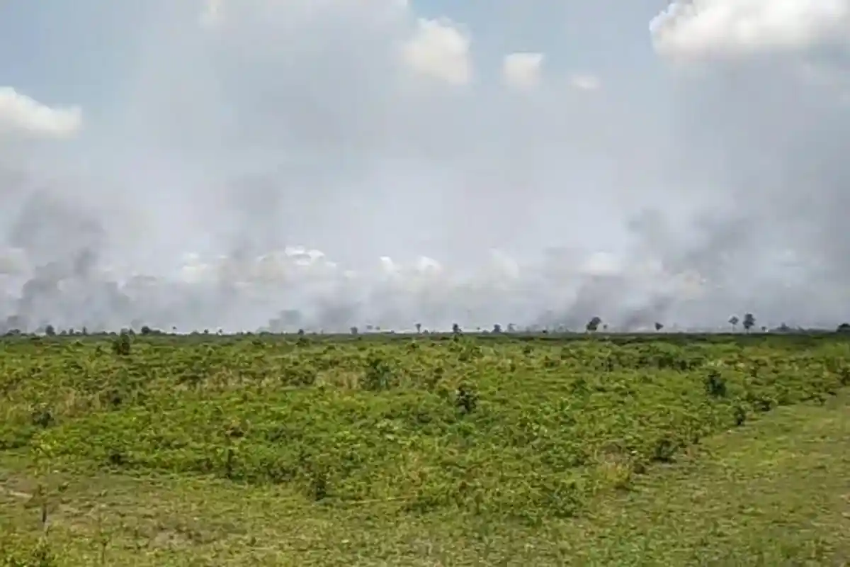 Lahan Hutan Way Kambas yang Terbakar Capai 100 Hektare