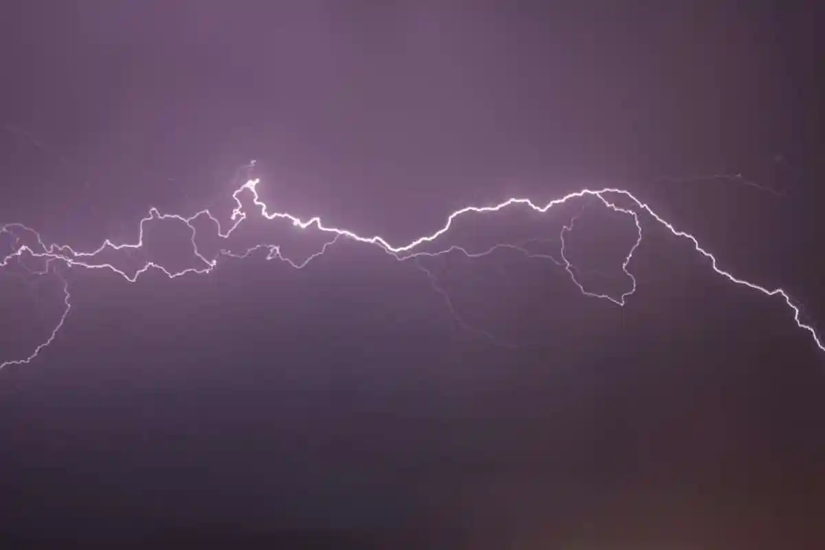 Jenis-Jenis Hewan yang Bisa Menghasilkan Listrik, Kebanyakan Ikan