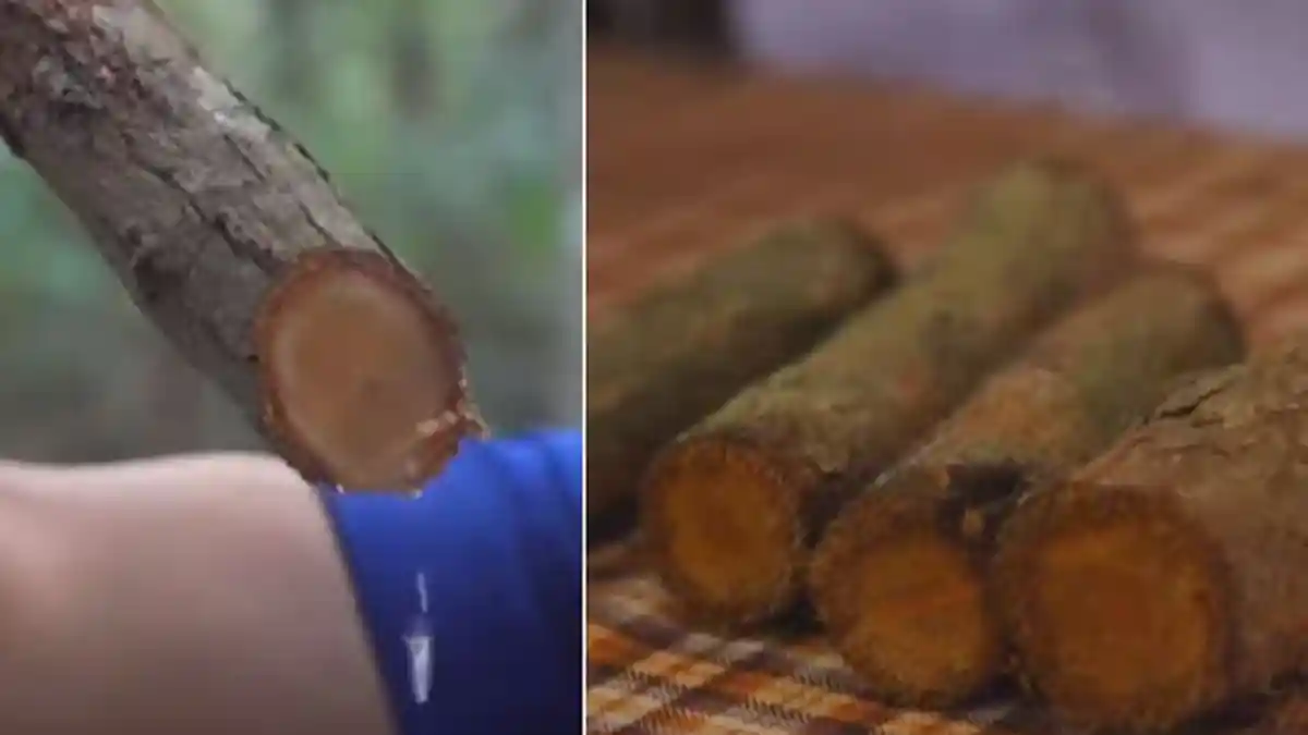 Dipastikan Ampuh Melawan Kanker Kayu Bajakah Diburu Banyak Orang Meski Dibandrol Harga Segini