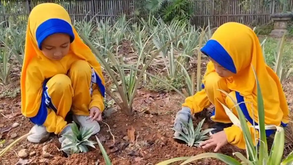 Merdeka Belajar, Murid SDIT Al Islamiyah Kudus Belajar di Kebun Nanas