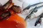 Ngeri, Begini Bahayanya Cacing yang Ada di Ikan Sarden Ini, Kenali Gejalanya Pada Tubuh!