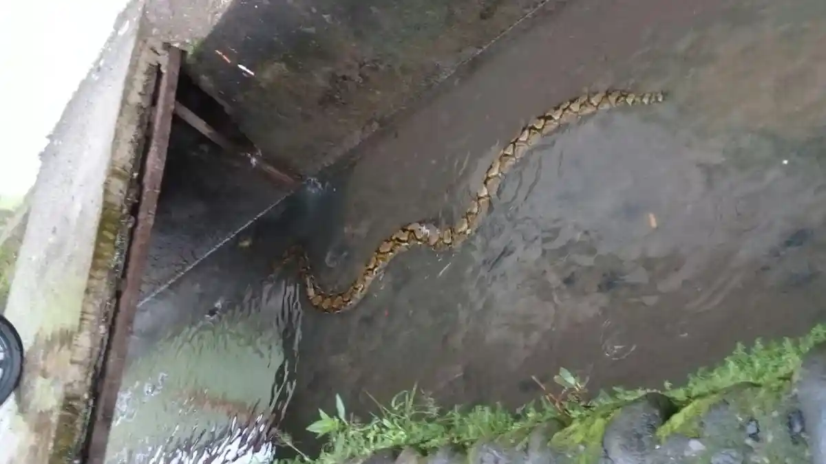 Ular Sanca 3 Meter Muncul di Selokan, Hebohkan Warga Rappocini