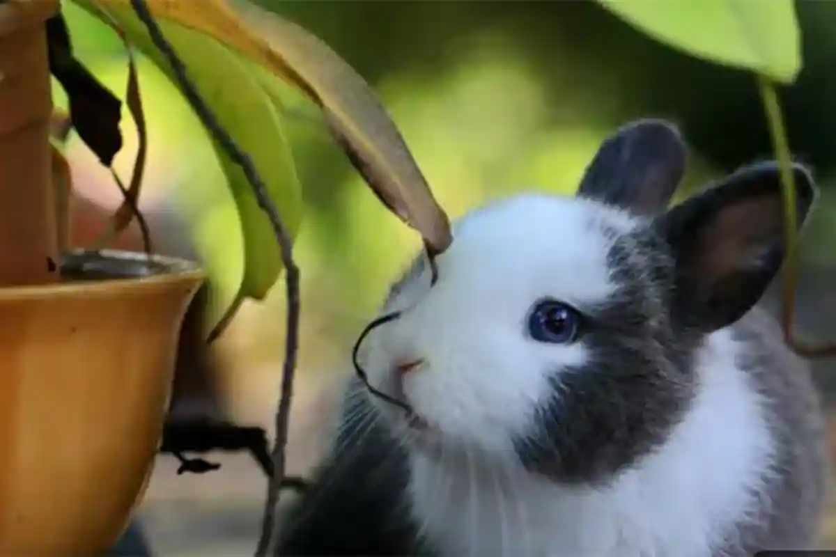 Materi Kelas 5 SD Tema 1 Kurikulum Merdeka, Perbedaan Karakteristik Kelinci dan Siput