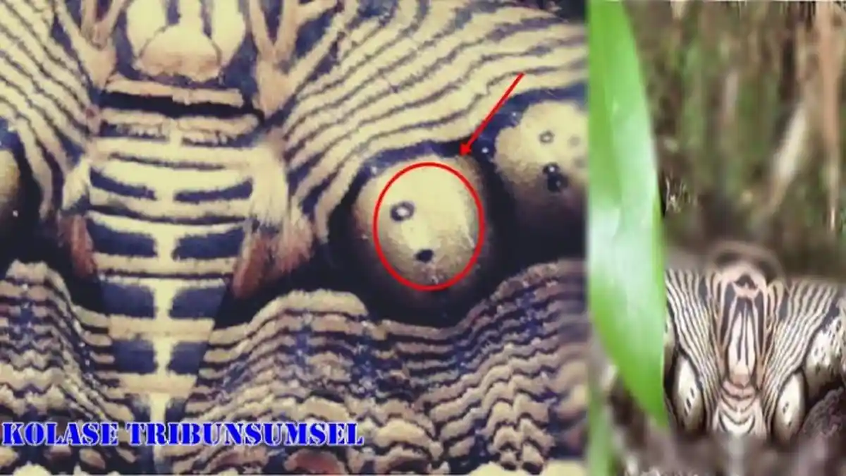 Pria Ini Temukan Benda Aneh Seperti Ular di Gunung, Namun Saat Didekati, Ternyata Itu Adalah
