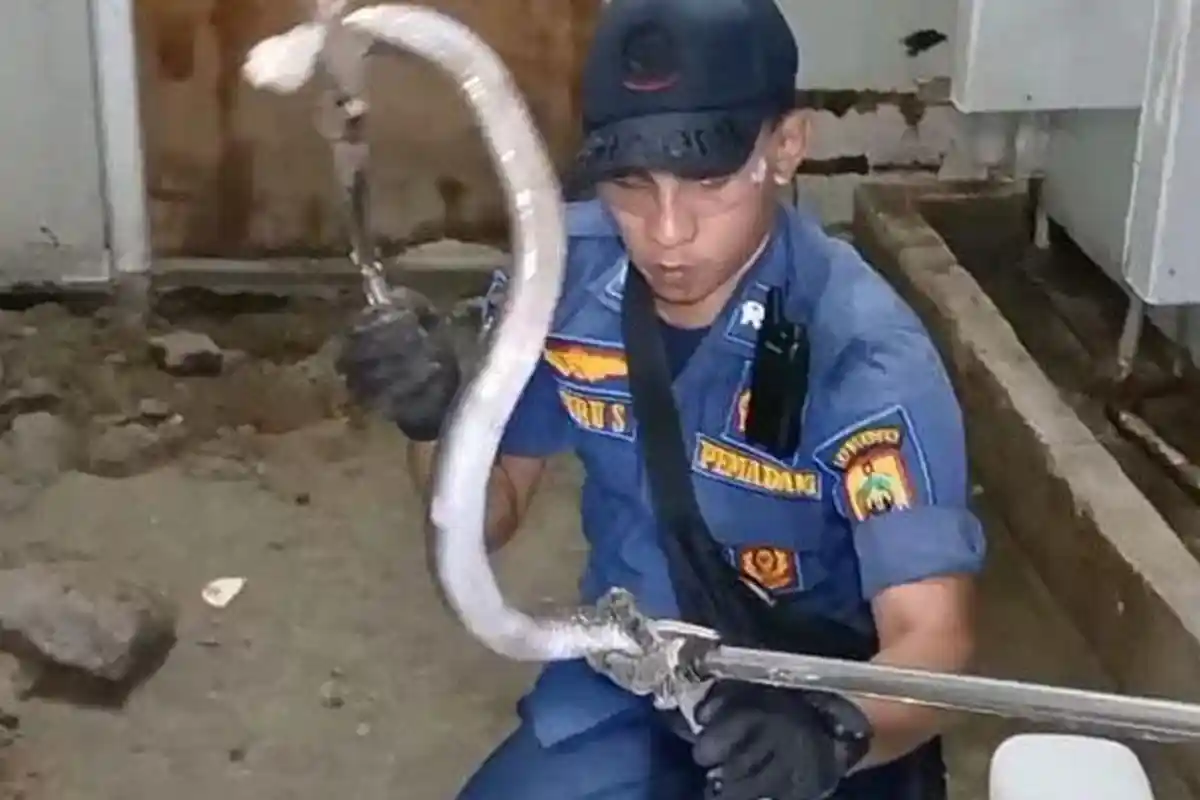 Geger Penemuan 19 Ular Kobra di WC Rest Area Tol, Petugas Damkar sampai Kewalahan: Disemprot