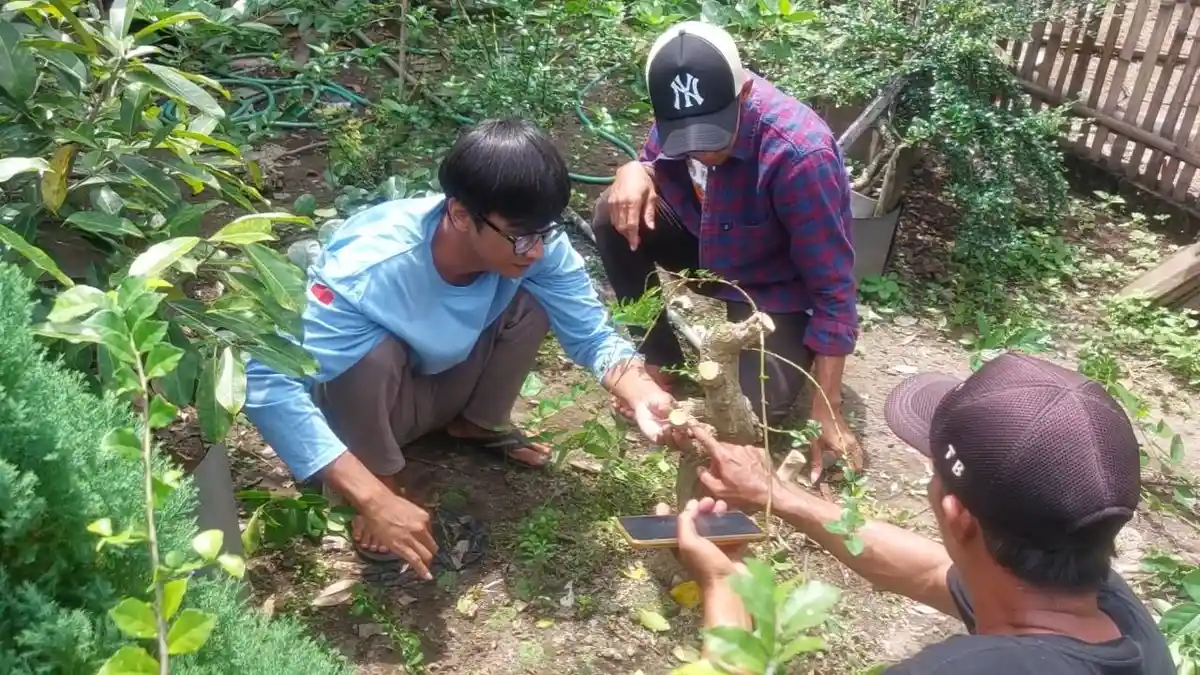 Tanpa Merusak Alam, Komunitas Dulur Bonsai Troeboes Kediri Kenalkan Budidaya Ramah Lingkungan