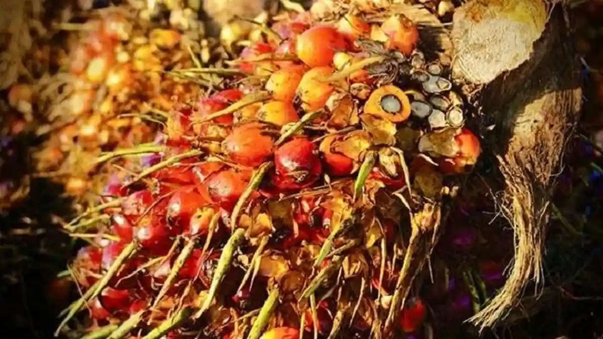 Harga TBS Kelapa Sawit di Abdya Naik Dibanding Dua Minggu lalu