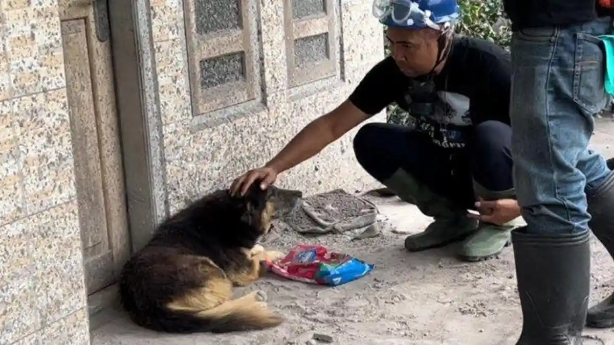 KISAH Nemo, Anjing yang Berhari-hari Menunggu Tuannya Pasca Erupsi Semeru, Bantu Temukan 3 Jenazah