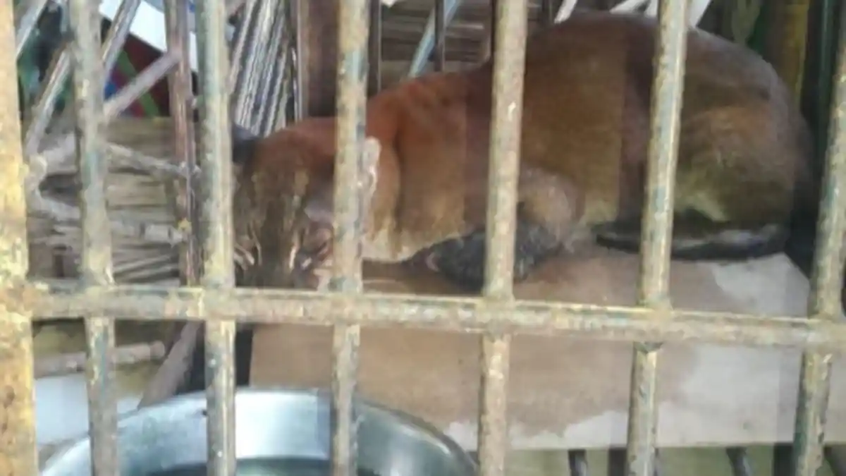 Kucing Emas Langka Terjerat Perangkap Babi, Ukuran Sebesar Anjing Dewasa, Penjelasan Ahli Ekologi