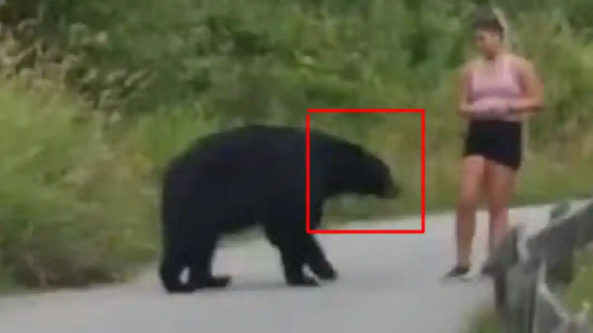 Beruang Hitam Sentuh Paha Wanita Muda Sedang Jogging, Diduga Ini Tujuannya