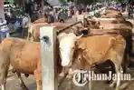 ilustrasi-pasar-hewan-dimoro-kota-blitar-sepekan-jelang-hari-raya-idul-adha-ilustrasi-hewan-kurban.jpg