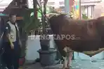 DPKP Babel Pastikan Sapi Kurban Seberat 1 Ton Asal Belinyu Sehat dan Layak