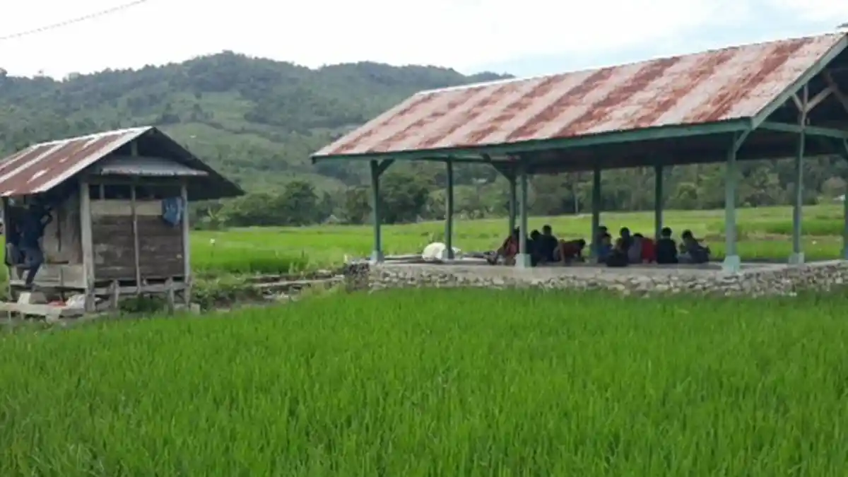 Pemkab Meranti Usulkan Rehabilitasi 909 Hektar Sawah Terdampak Air Asin - Tribunpekanbaru.com