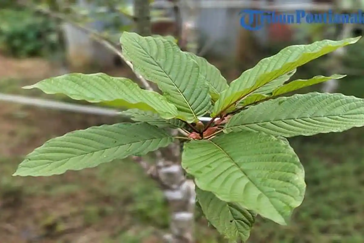 Pemda Kapuas Hulu Tegaskan Akan Tetap Dukung Keberadaan Daun Kratom Agar Tak Dilarang
