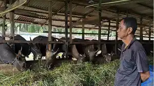 Peternak-Sapi-Sugiman.jpg